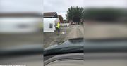 Uratował skunksa z opresji! Głowa zwierzęcia zaklinowała się w plastikowym kubku