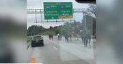 Galopem po autostradzie. Na ruchliwej drodze pojawiło się… stado koni