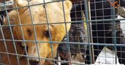 Niedźwiedź uciekł ze sklepu zoologicznego w Iraku. Wałęsał się ulicami miasta, ale ostatecznie został schwytany