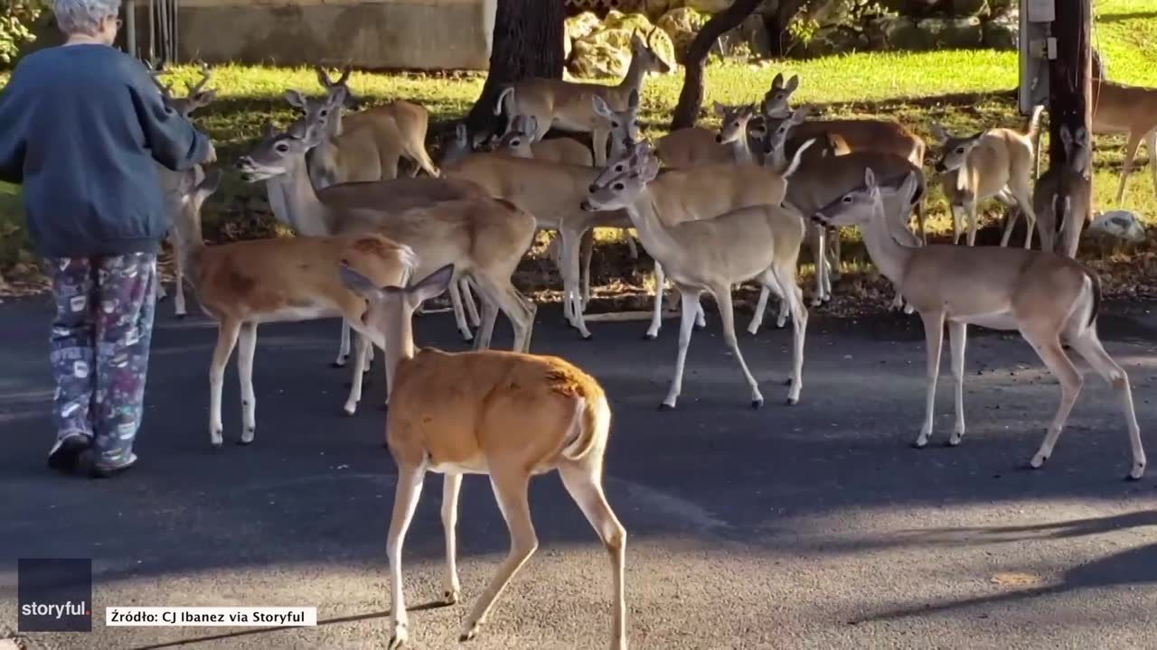 To stado jeleni stawia się codziennie rano na śniadanie przed teksańskim domem