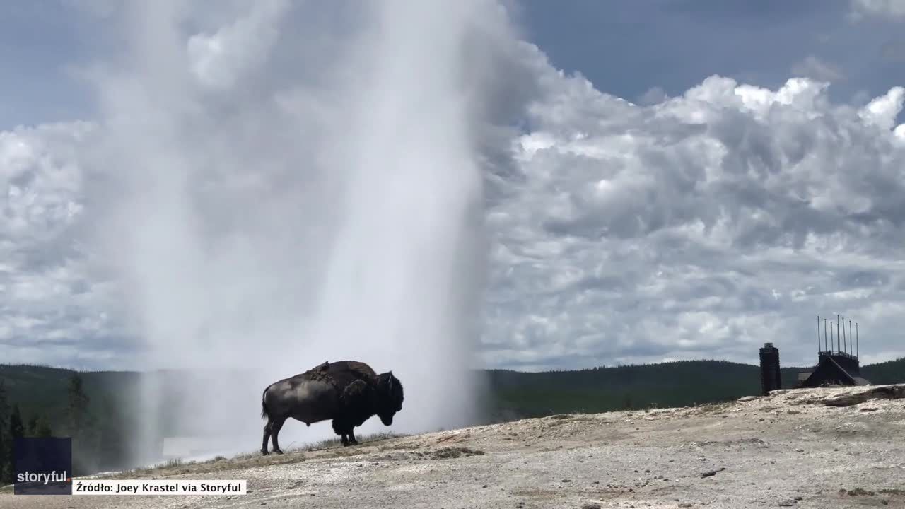 To dopiero widok! Bizon na tle wybuchającego gejzeru w Parku Narodowym Yellowstone