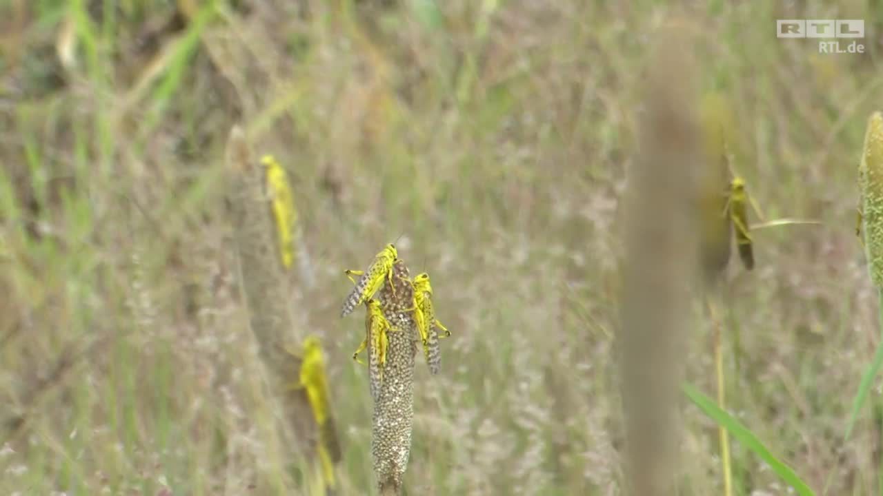 Szarańcza pustoszy uprawy w Ugandzie. Liczba niedożywionych dzieci się podwoiła