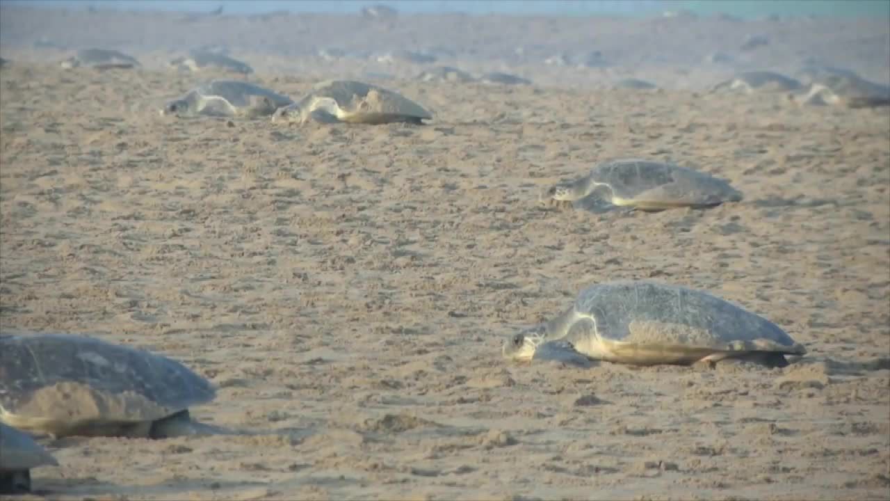 Wielka wyprawa żółwi oliwkowych. Setki tysięcy samic złożyło jaja na plaży w Indii