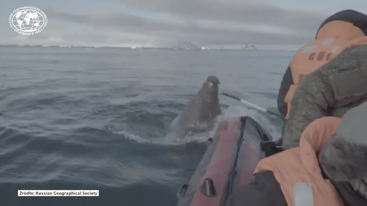 Mors zaatakował łódź naukowców na Oceanie Arktycznym. Zwierzę pilnowało młodych
