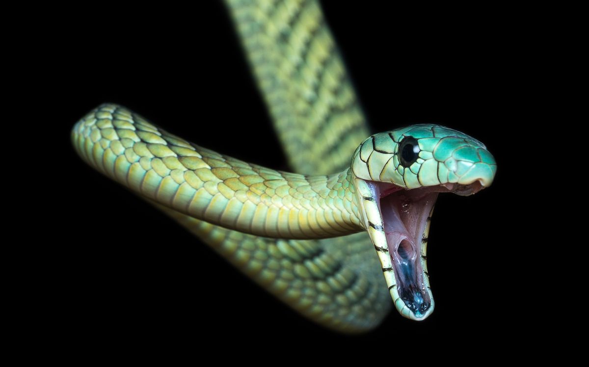 Czechy: jeden z najbardziej jadowitych węży ukąsił swoją właścicielkę, po czym uciekł. Trwają poszukiwania