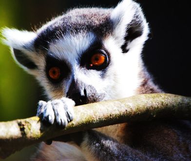 Koronawirus. Wrocław. W weekend do ZOO? Tak, ale tylko wirtualnie