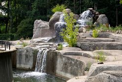 Niedźwiedzie już na wybiegu. Wiosna za pasem?