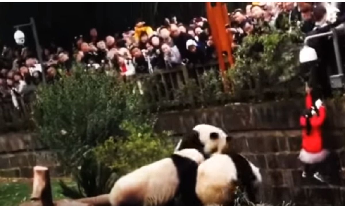 8-latka wpadła do zagrody dla pand w chińskim zoo