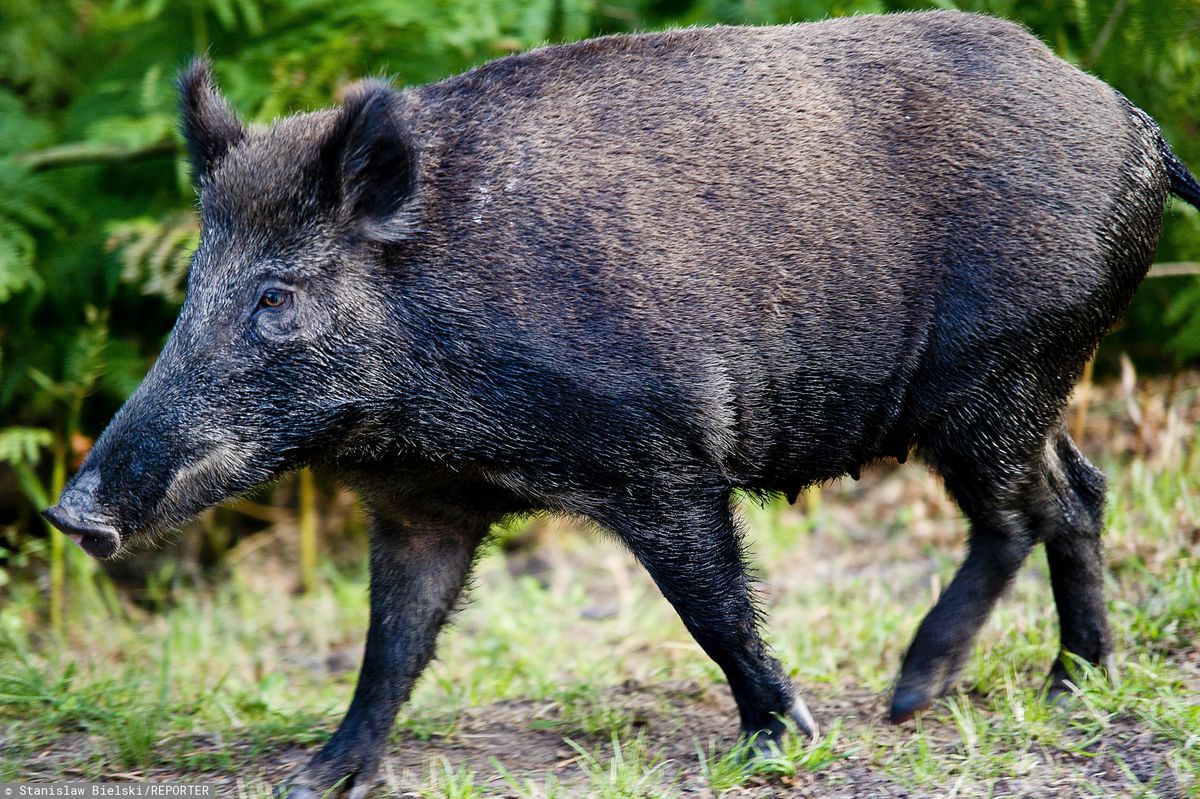 ASF. Odstrzał dzików w Trójmieście. W Wielkopolsce będzie płot