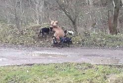 Psy rozszarpały jelenia na oczach dzieci. Polski Związek Łowiecki odpowiada