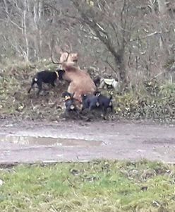 Psy rozszarpały jelenia na oczach dzieci. Polski Związek Łowiecki odpowiada