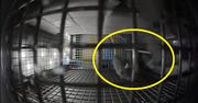 Myszy dziwnie zachowują się w kosmosie. NASA pokazuje wideo