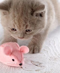 Elbląg: Mężczyzna ukradł kota. Grozi mu pięć lat więzienia