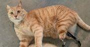 Kot dostał protezy. Stał się hitem internetu