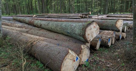 Koniec sporu o Puszczę Białowieską. TSUE wyda wyrok