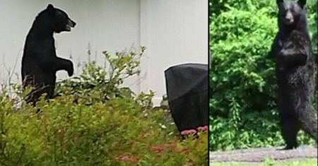 Słynny "Miś Yogi" zastrzelony, internauci wstrząśnięci