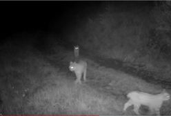 Rodzina rysi przyłapana. Niezwykły film z Beskidów