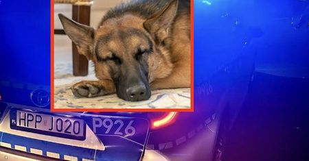 Apel policji. Chodzi o sprawę martwych psów w rzece