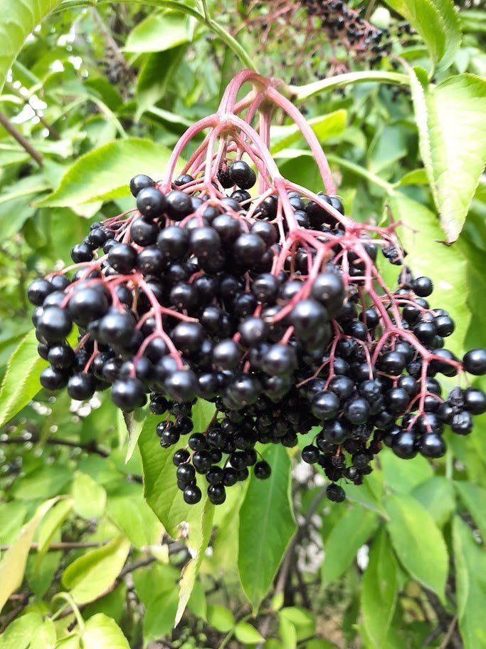 czarny bez