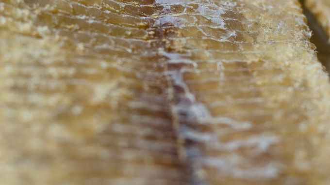 Suszony śledź pacyficzny w oleju