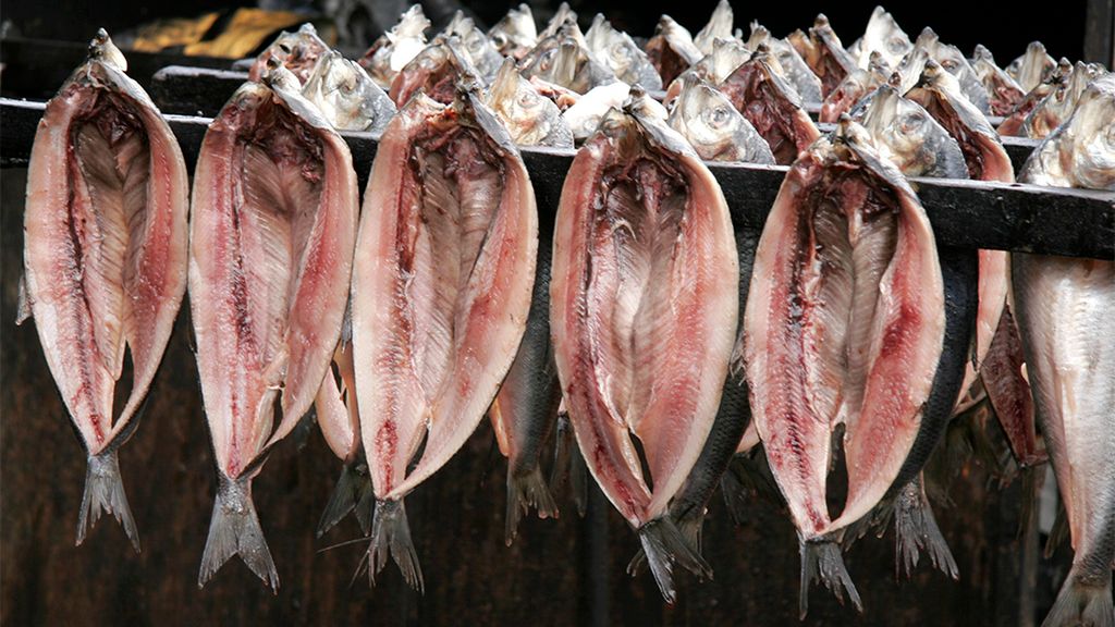 Suszony śledź atlantycki