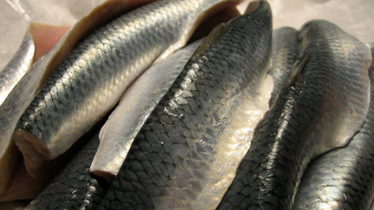 Surowy śledź pacyficzny