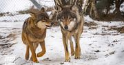 Luna, Kamots i Amarok - wilki z Wielkopolski zamieszkały w Dzikiej Zagrodzie w Jabłonowie