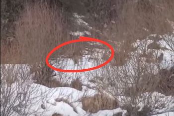 Wyłonił się bezszelestnie. Leśniczy zastygł. Słychać tylko oddech