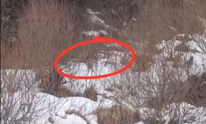 Wyłonił się bezszelestnie. Leśniczy zastygł. Słychać tylko oddech