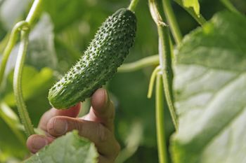 Wlej pod ogórki. Będziesz je zbierać kilogramami