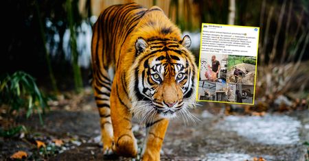 Zoo szuka opiekunów tygrysów. Wiadomo, ile można zarobić
