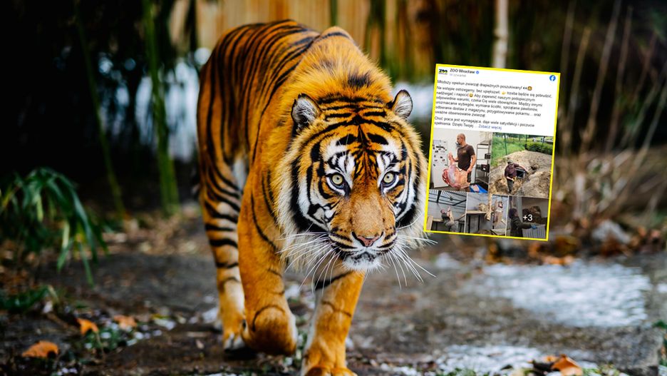 Wrocławskie zoo poszukuje opiekunów zwierząt drapieżnych
