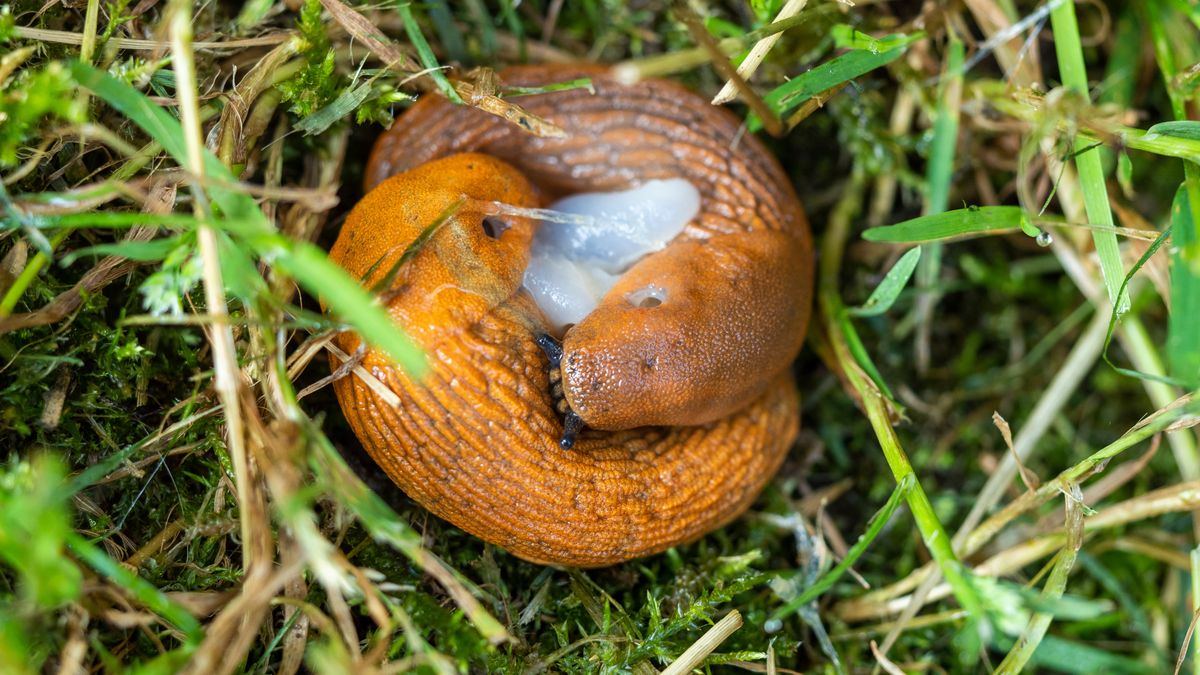 Ślimaki są zmorą ogrodników