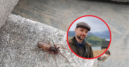 Zalęgły się pod domem. Internauta pyta, czy są jadowite. Ekspert odpowiada
