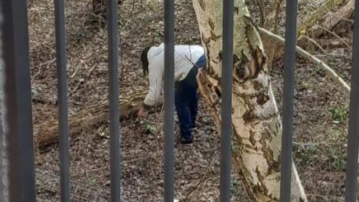 Kobieta przyłapana na zrywaniu przebiśniegów. 