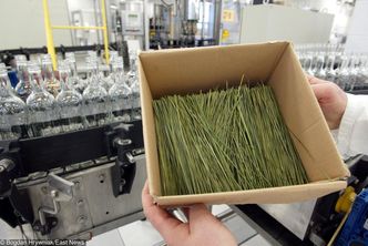 Żubrówka przebojem stref duty free na świecie. 11. miejsce na świecie