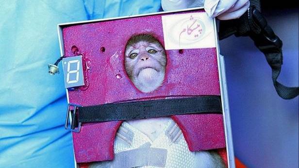 Poprzednicy irańskiej małpy. Zwierzęca odyseja kosmiczna 1