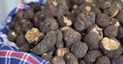 Badacze mają milion złotych na rozwój upraw trufli. Kosztują 4 tys. zł za kg