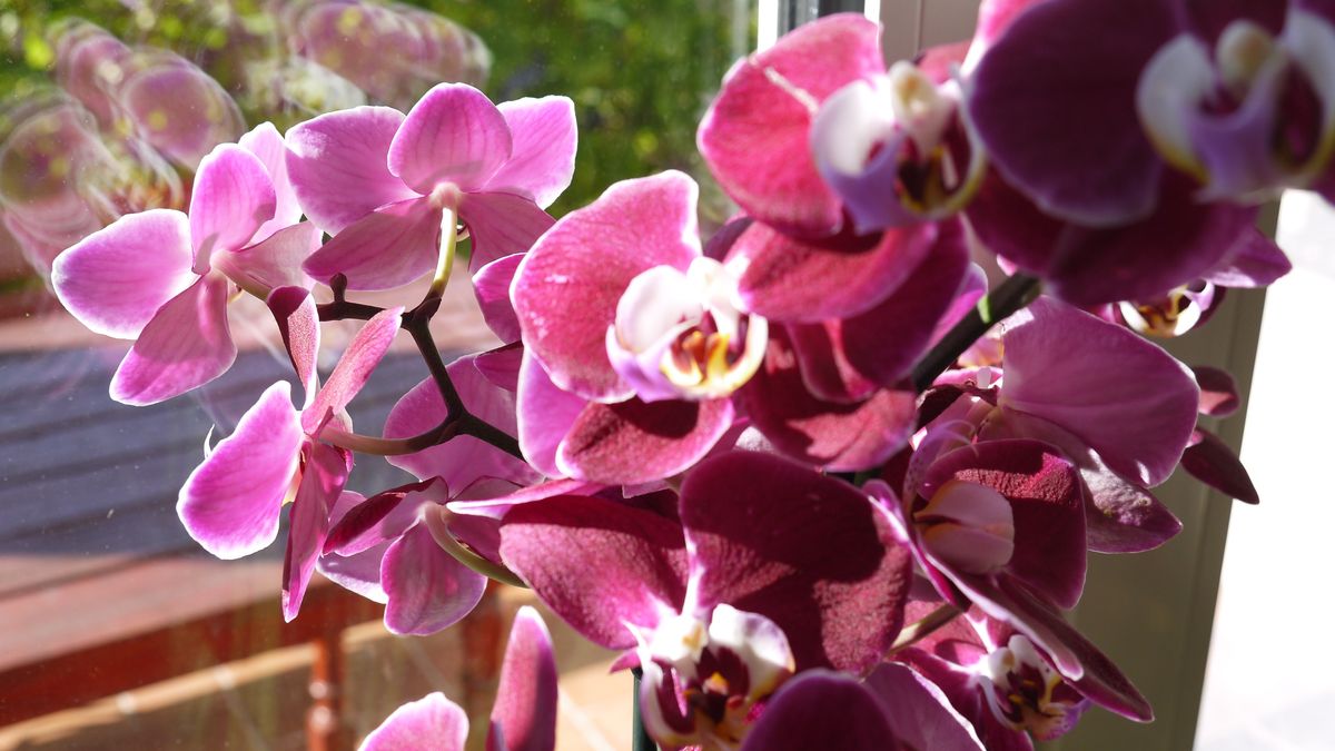 Gdzie nie stawiać storczyka?