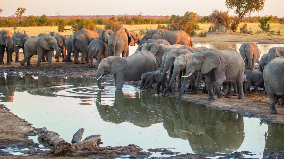 W rezerwacie przyrody z Hwanie żyje ok. 100 tys. słoni 
