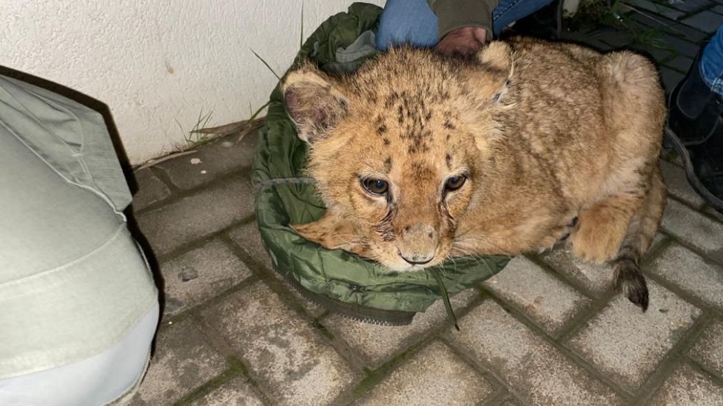 Lwiątko jest już bezpieczne