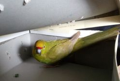 Strażnicy miejscy zaopiekowali się papugą „podróżniczką”