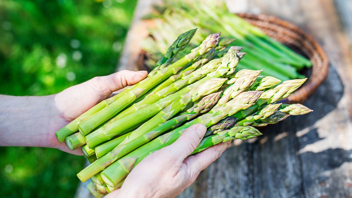 Początek sezonu 2025 na krajowe szparagi już za rogiem 