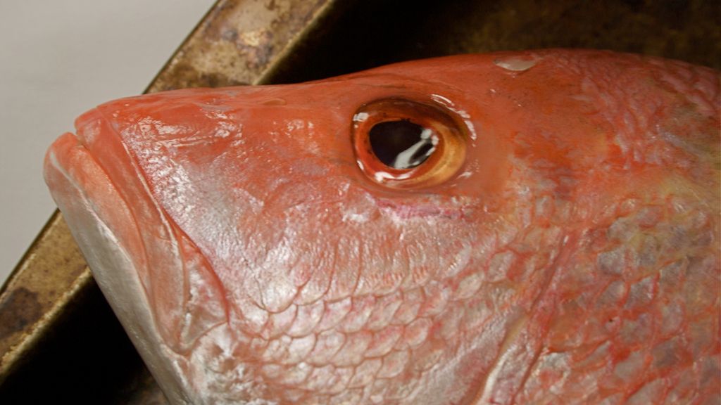 Surowa ryba ocean pout