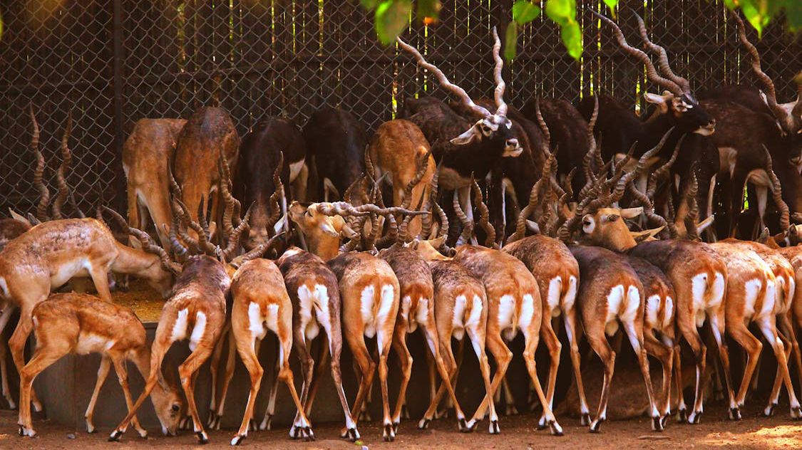 Niemieckie zoo zabija antylopy