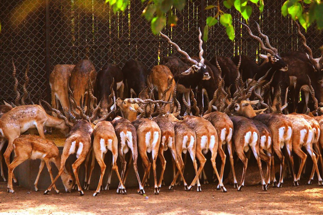 Culling controversy: Leipzig Zoo's tough antelope decision