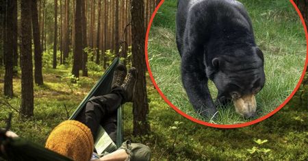 Koniec z nocowaniem w lesie. Program zawieszony przez niedźwiedzie