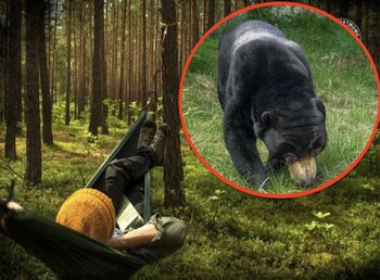 Koniec z nocowaniem w lesie. Program zawieszony przez niedźwiedzie