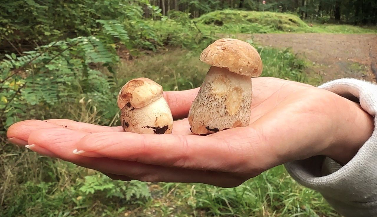 Grzybów brak. Bardziej niż pusty koszyk martwi powód takiego stanu