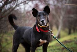 Warszawa. 20 lat akcji "Adoptuj z Palucha". Tysiące zwierząt znalazło nowy dom